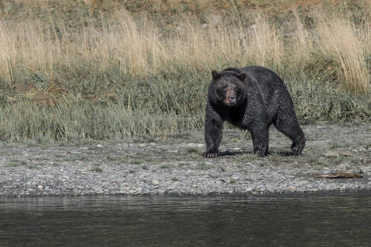 Alaskan brown bear | © Christian Martischius